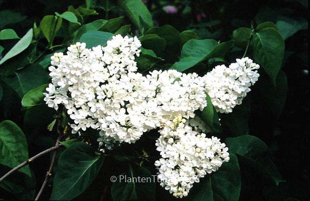 Syringa vulgaris ‚Mme Florent Stepman‘
