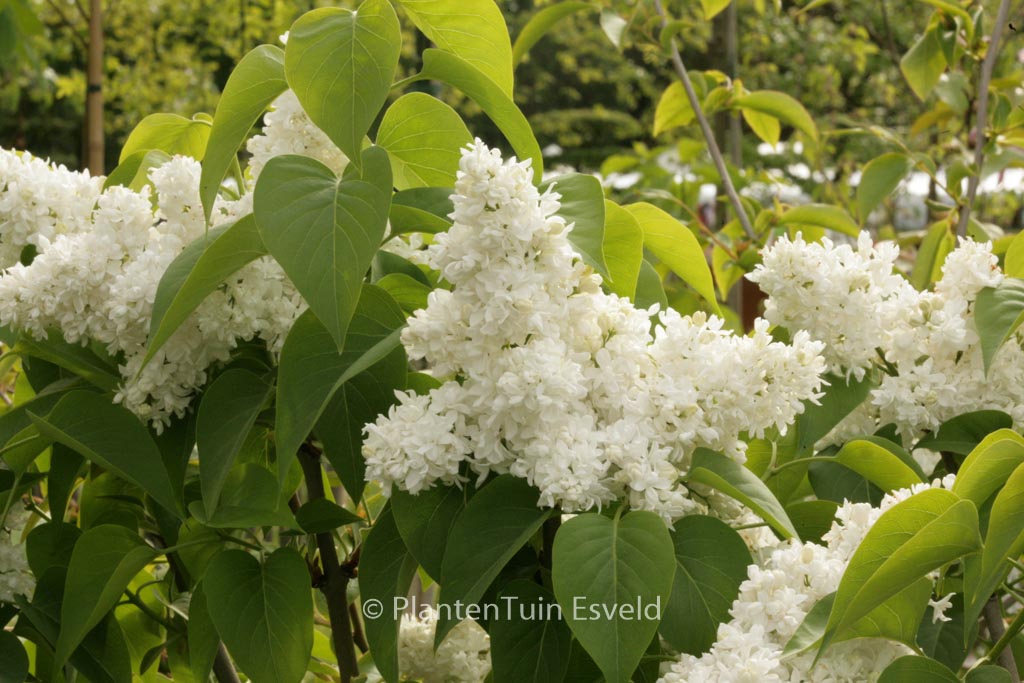 Syringa vulgaris ‚Mme Lemoine‘