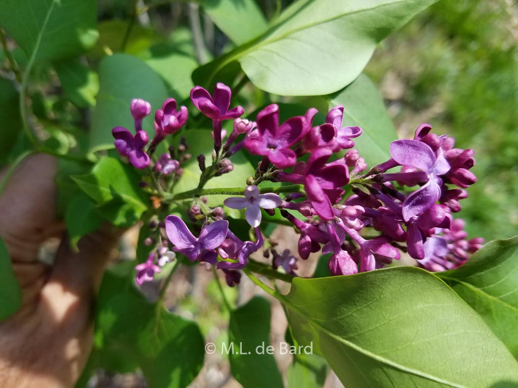 Syringa vulgaris ‚Monge‘