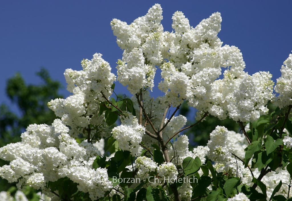Syringa vulgaris ‚Mont Blanc‘
