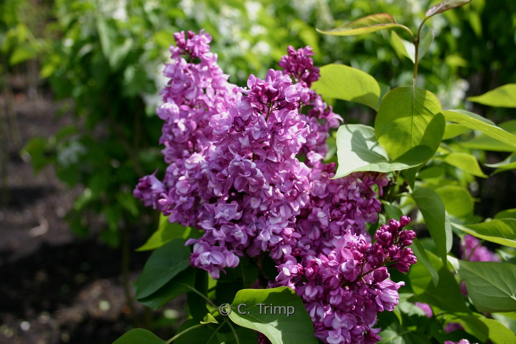 Syringa vulgaris ‚Mrs. Edward Harding‘