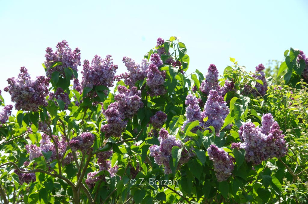 Syringa vulgaris ‚Nadezha‘ (HOPE)