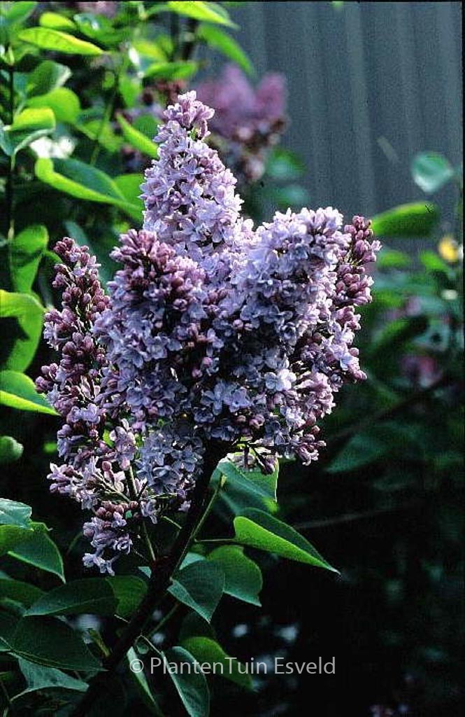 Syringa vulgaris ‚Olivier de Serres‘
