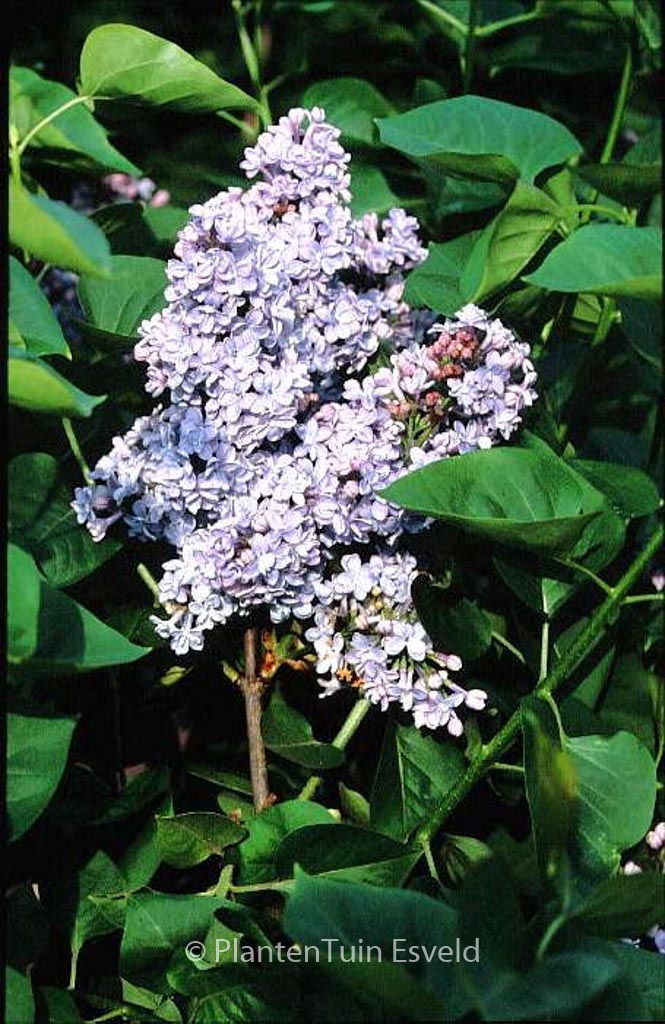 Syringa vulgaris ‚President Grevy‘