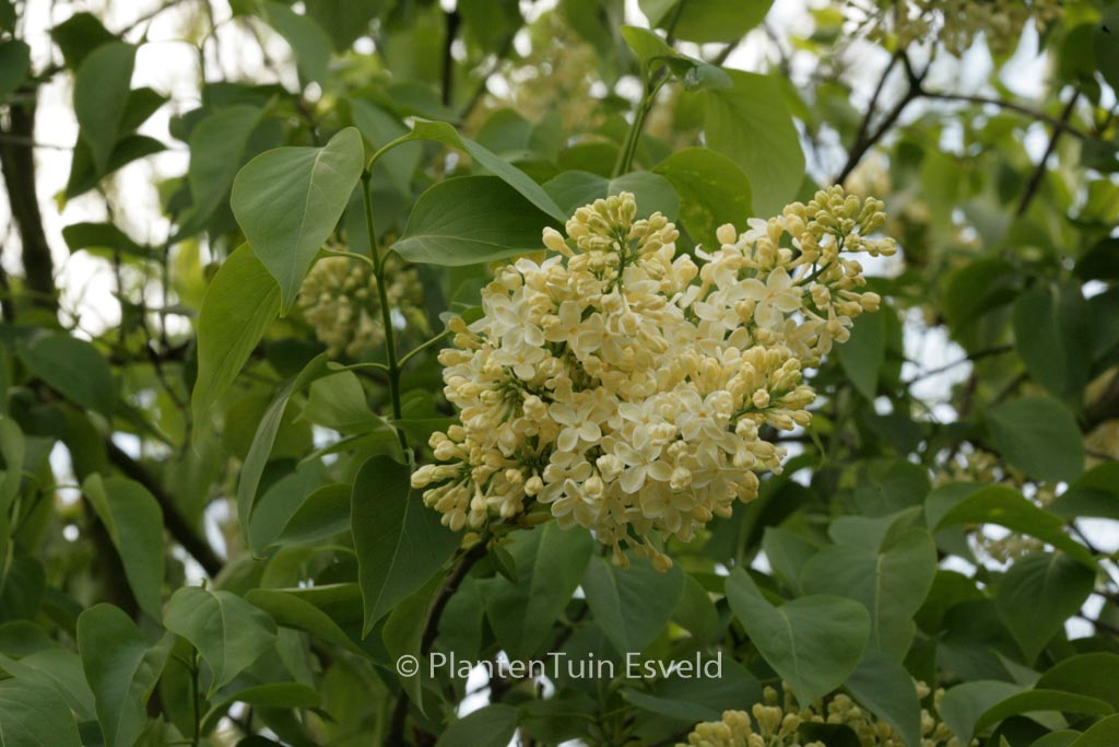 Syringa vulgaris ‚Primrose‘