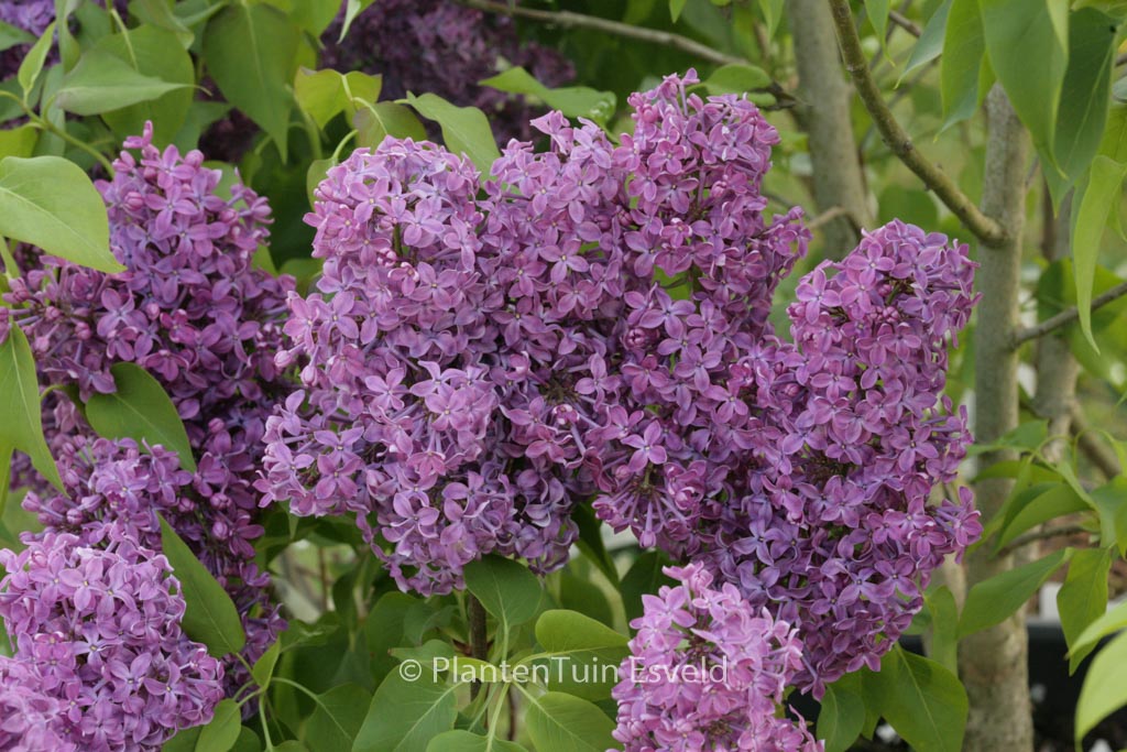 Syringa vulgaris ‚Ruhm von Horstenstein‘