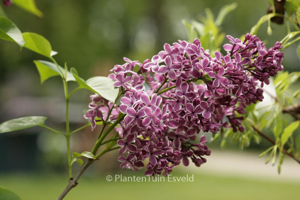 Syringa vulgaris ‚Sensation‘