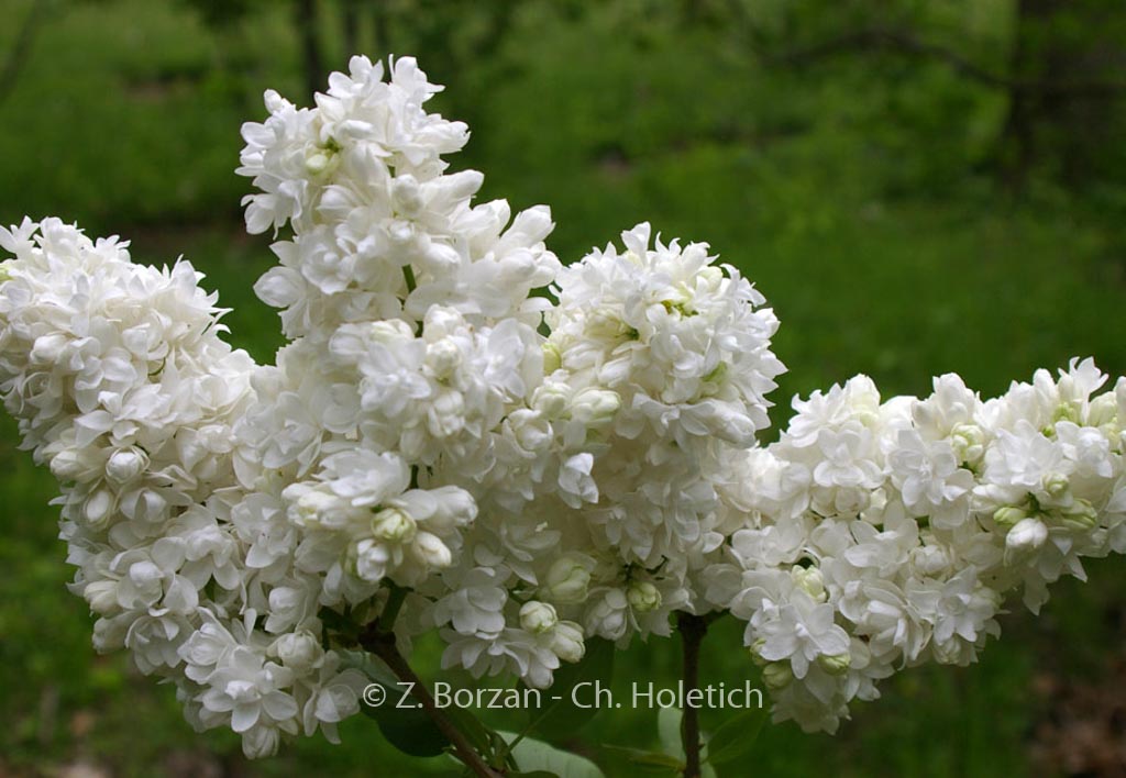 Syringa vulgaris ‚Souvenir d’Alice Harding‘