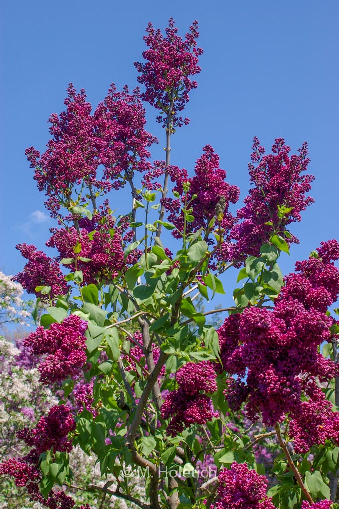 Syringa vulgaris ‚Znamya Lenina‘ (BANNER OF LENINA)