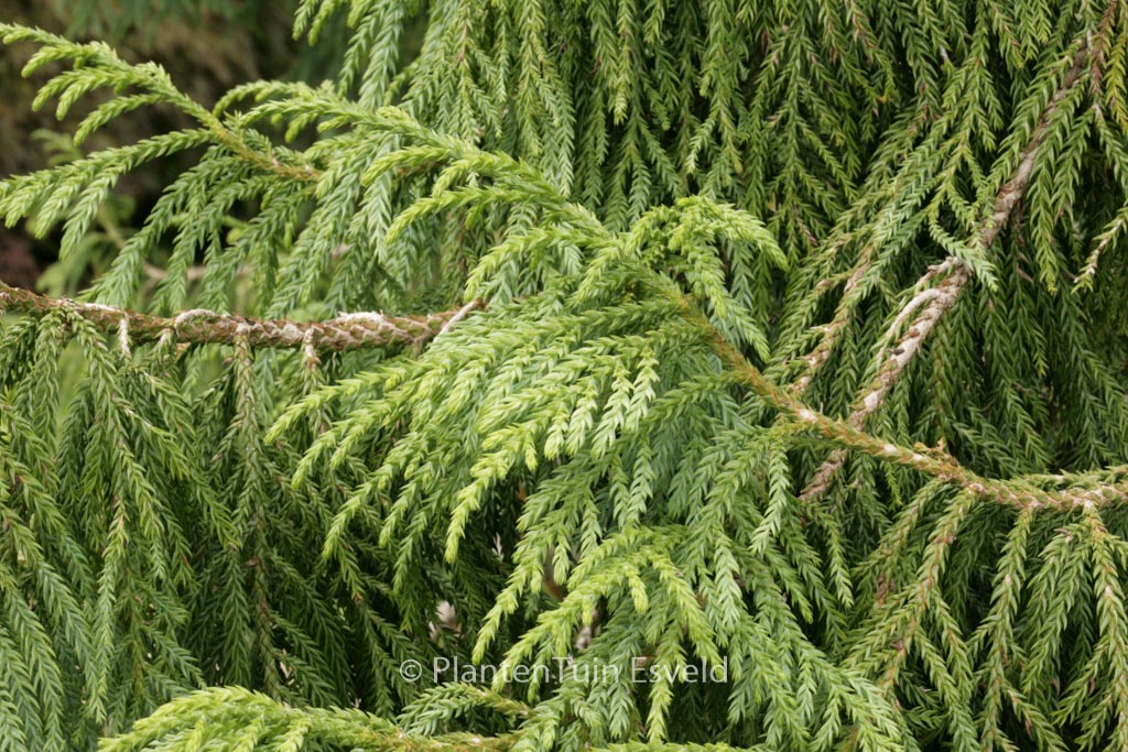 Taiwania cryptomerioides