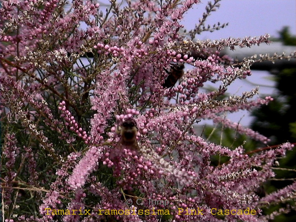 Tamarix ramosissima ‚Pink Cascade‘