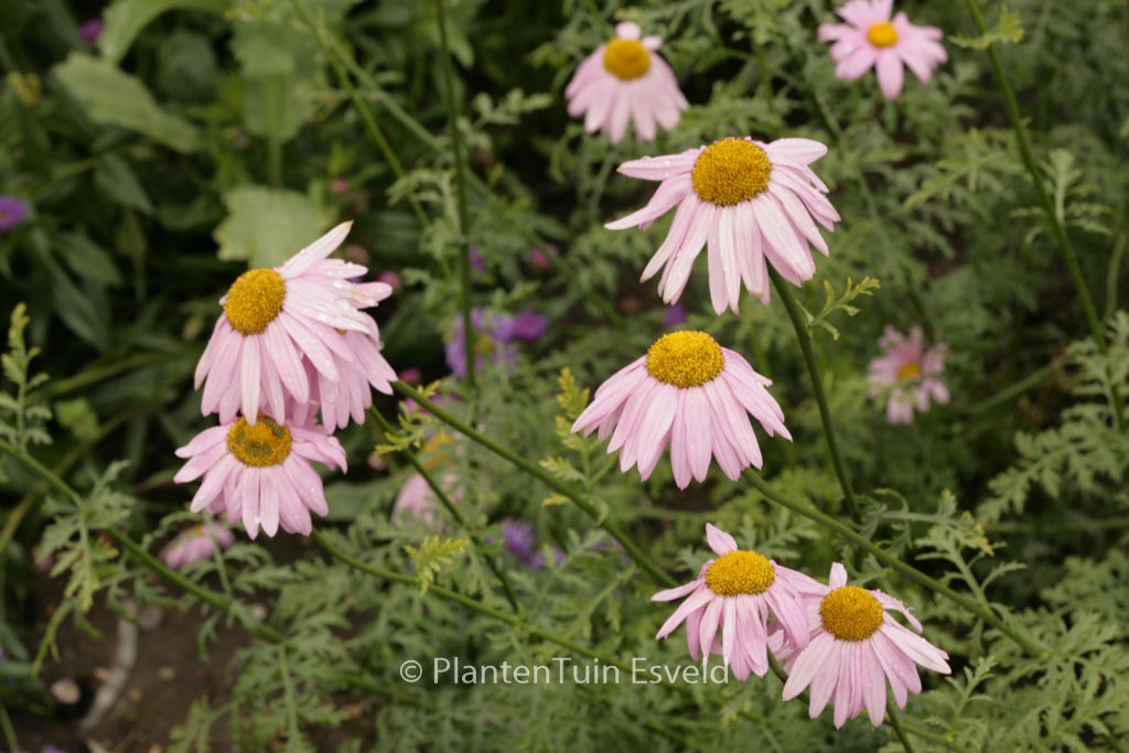 Tanacetum ‚Eileen May Robinson‘