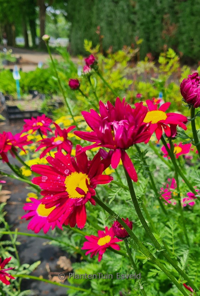 Tanacetum ‚Robinson’s Red‘