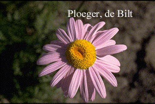 Tanacetum ‚Robinson’s Rose‘