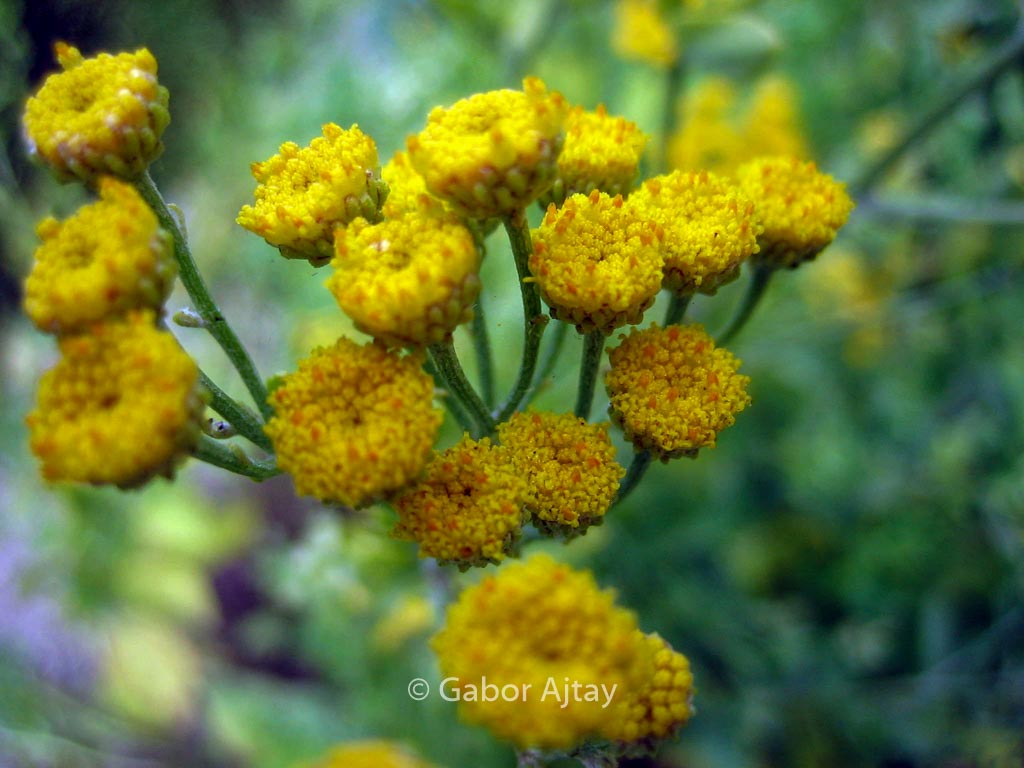 Tanacetum balsamita