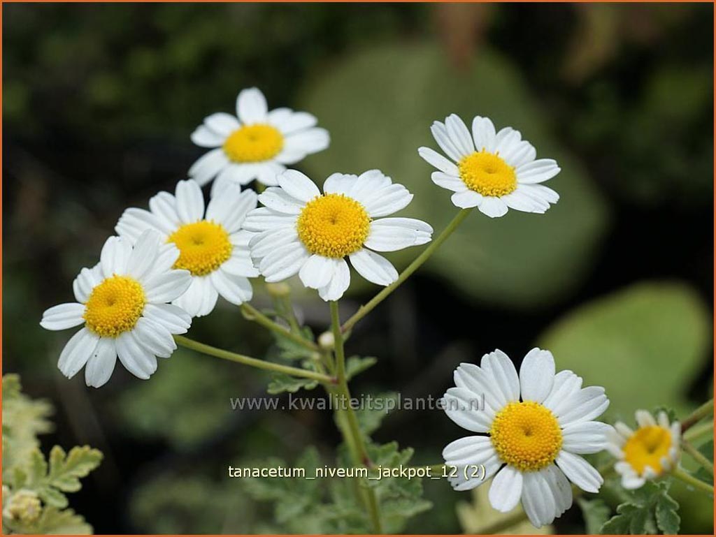 Tanacetum niveum ‚Jackpot‘