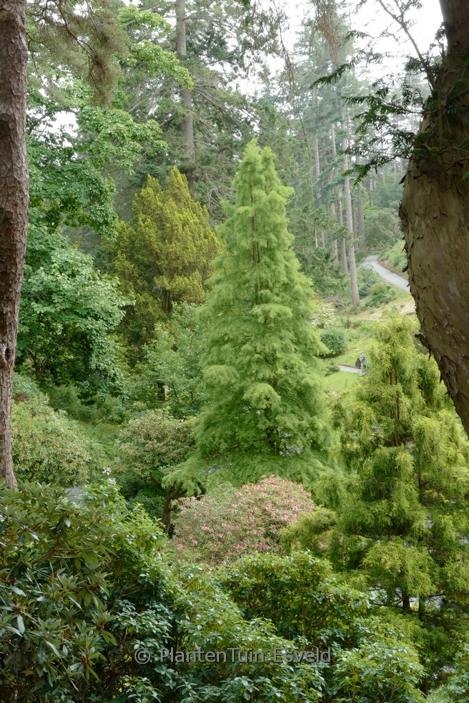 Taxodium distichum ‚Nutans‘