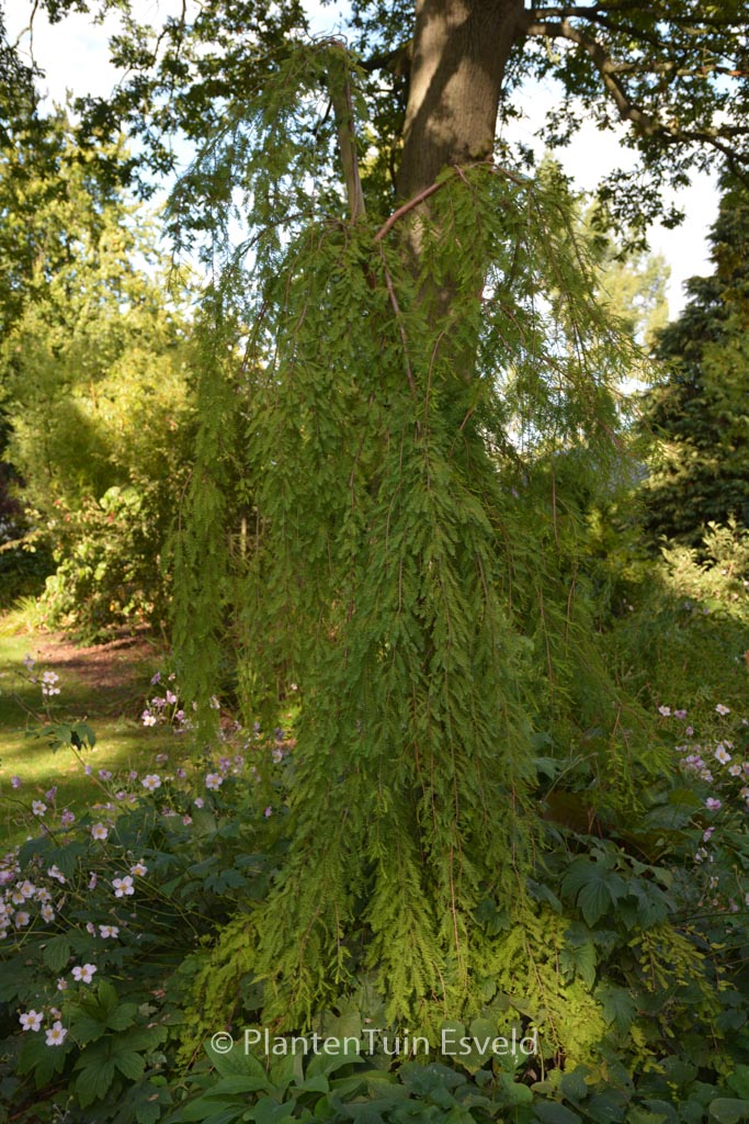 Taxodium distichum ‚Pendens‘