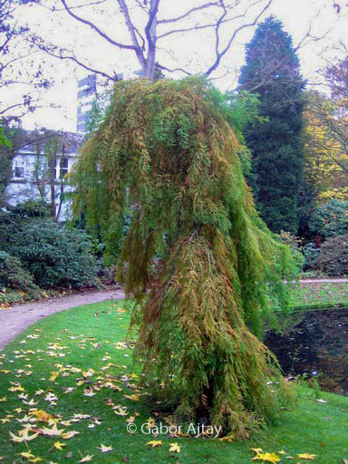 Taxodium distichum ‚Pendulum Novum‘