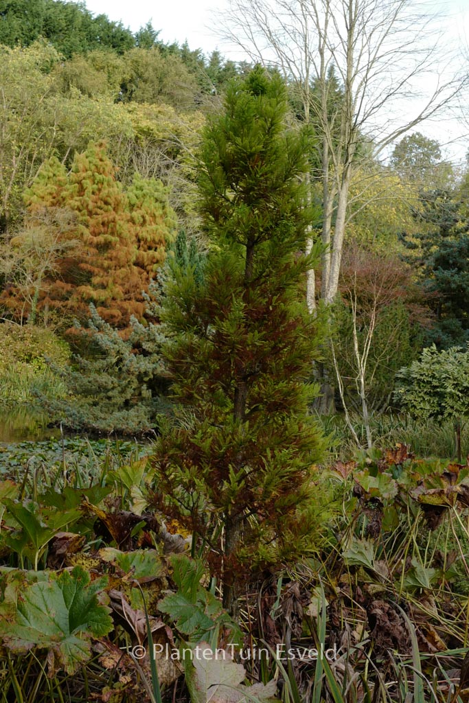 Taxodium distichum ‚Peve Minaret‘
