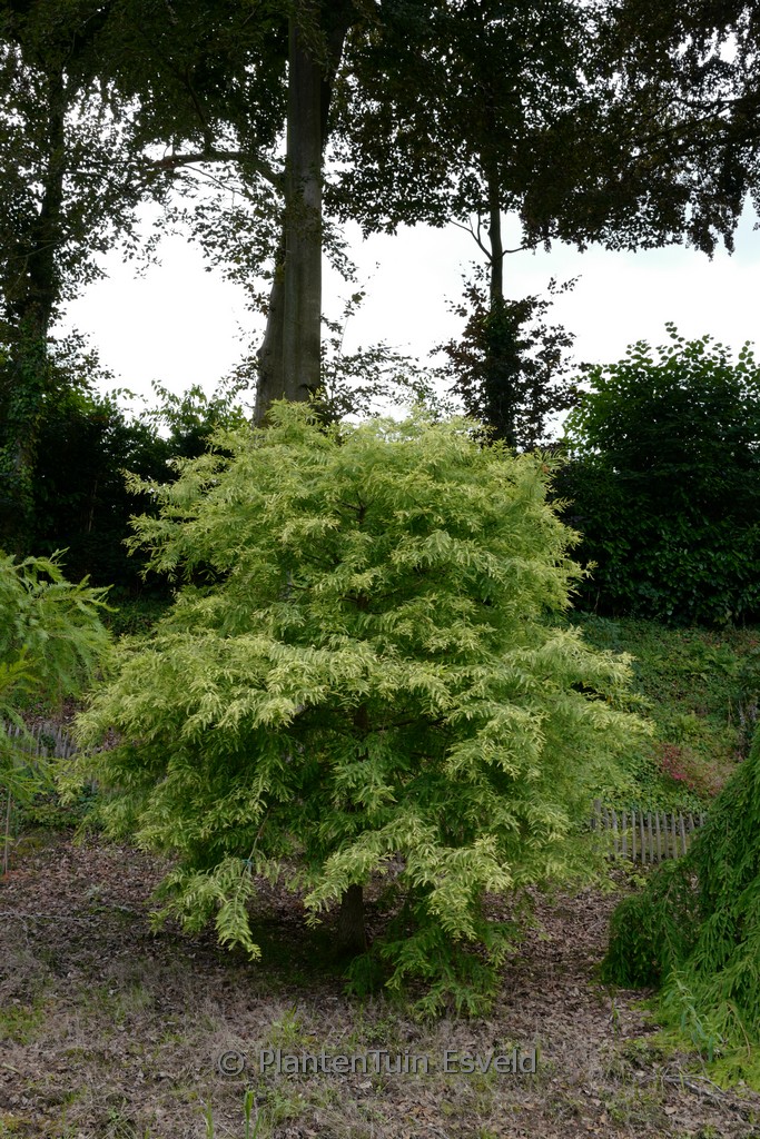 Taxodium distichum ‚Peve Yellow‘