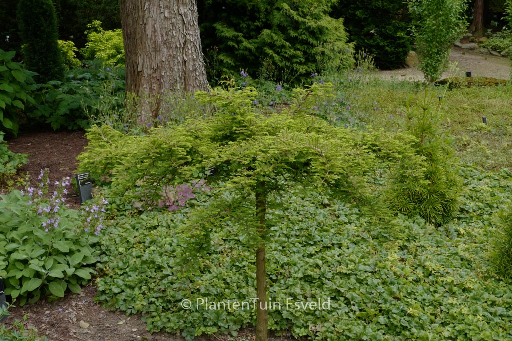 Taxodium distichum ‚Secrest‘
