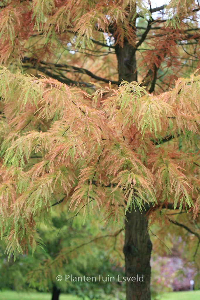 Taxodium distichum var. imbricatum