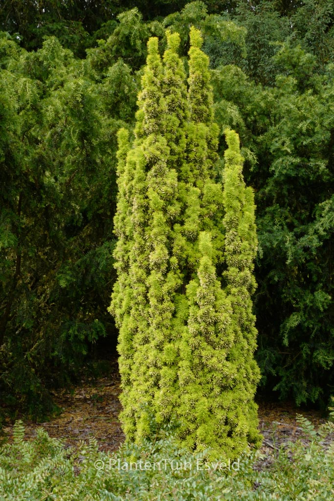 Taxus baccata ‚David‘