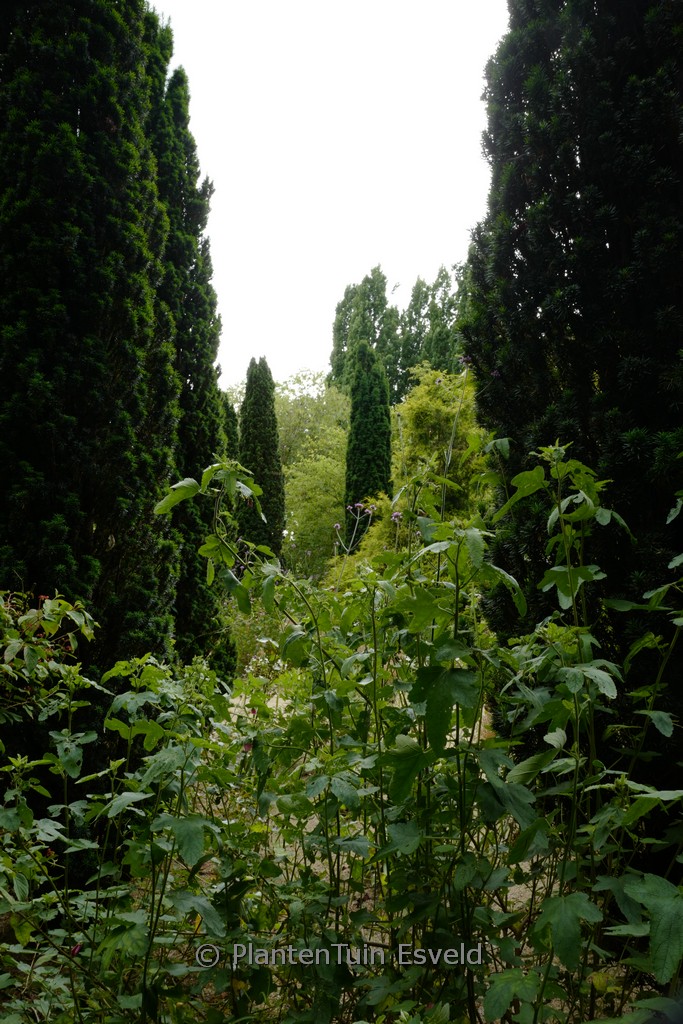 Taxus baccata ‚Fastigiata Robusta‘