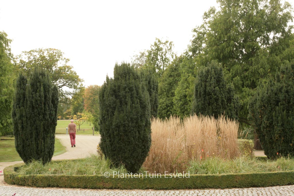 Taxus baccata ‚Fastigiata‘