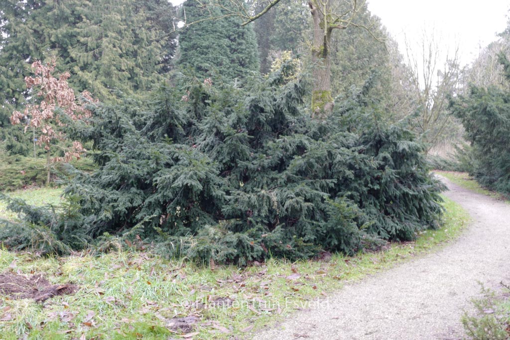 Taxus baccata ‚Repandens‘