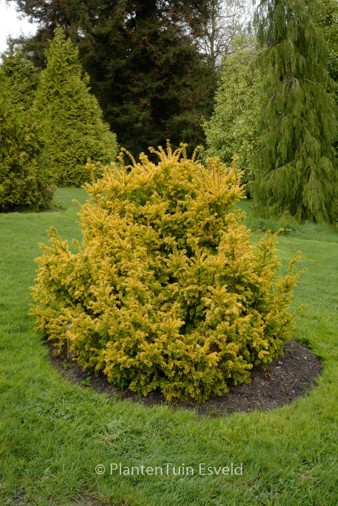 Taxus baccata ‚Semperaurea‘