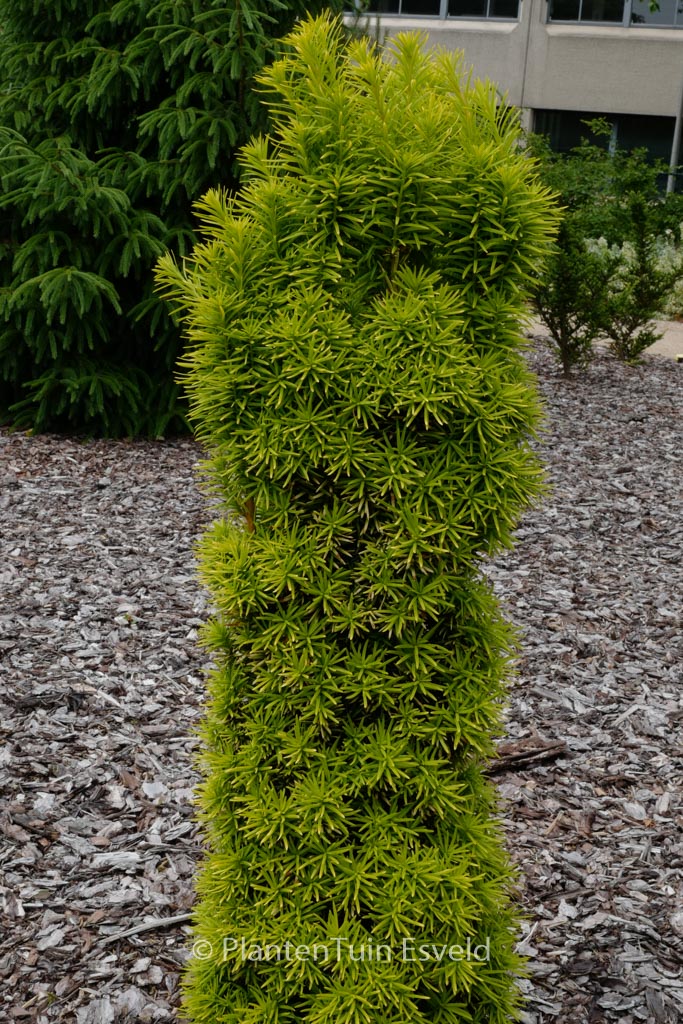 Taxus baccata ‚Standishii‘