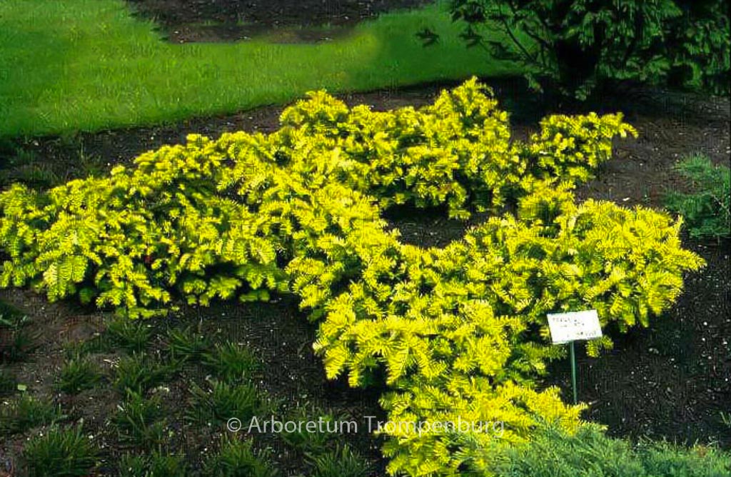Taxus baccata ‚Summergold‘