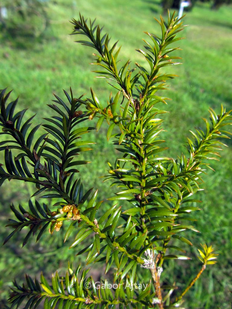 Taxus canadensis