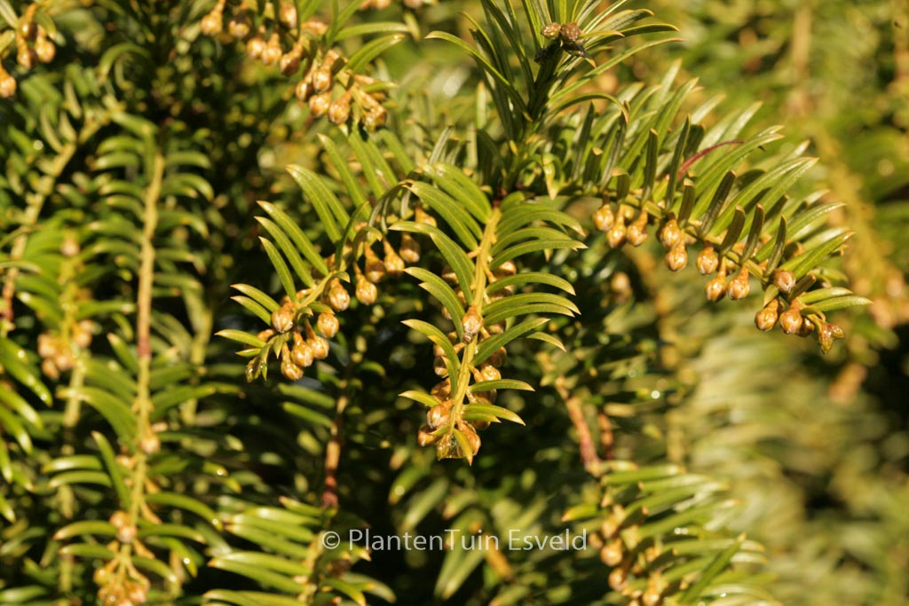 Taxus chinenis