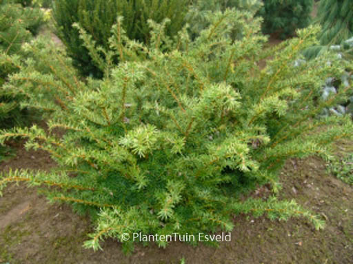 Taxus media ‚Densiformis‘