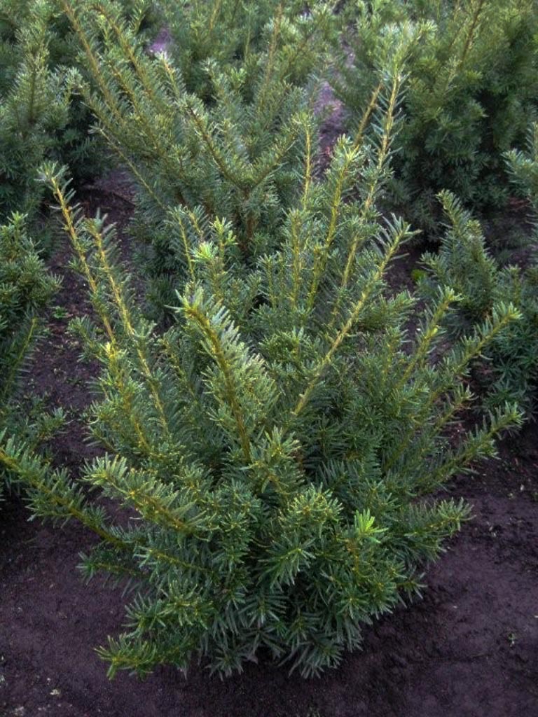 Taxus media ‚Farmen‘