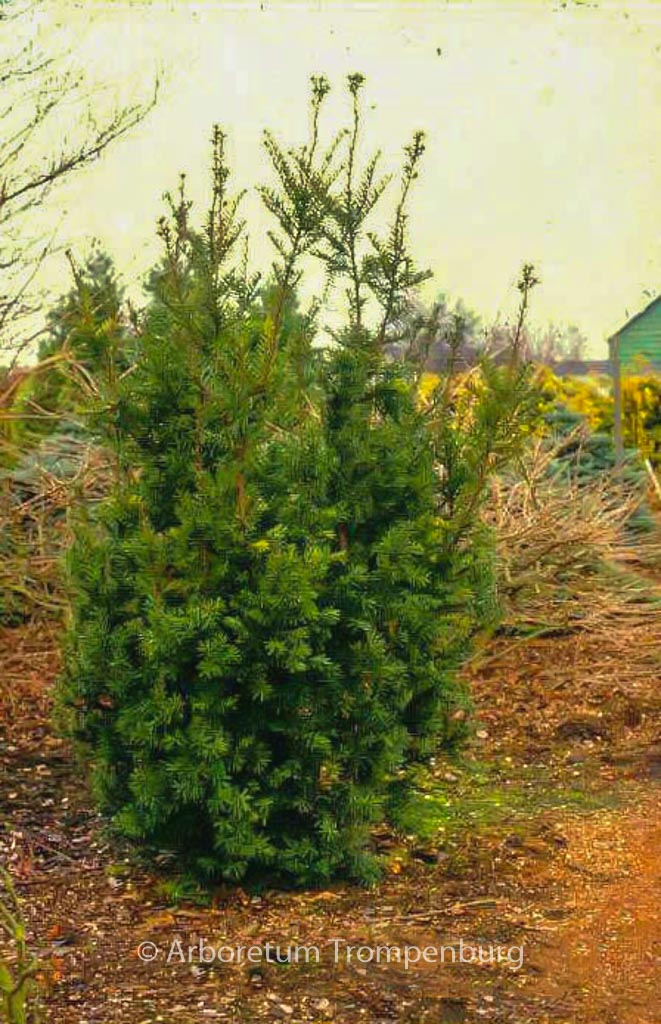 Taxus media ‚Hicksii‘