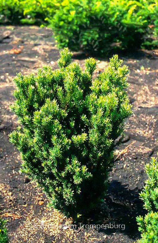 Taxus media ‚Hillii‘