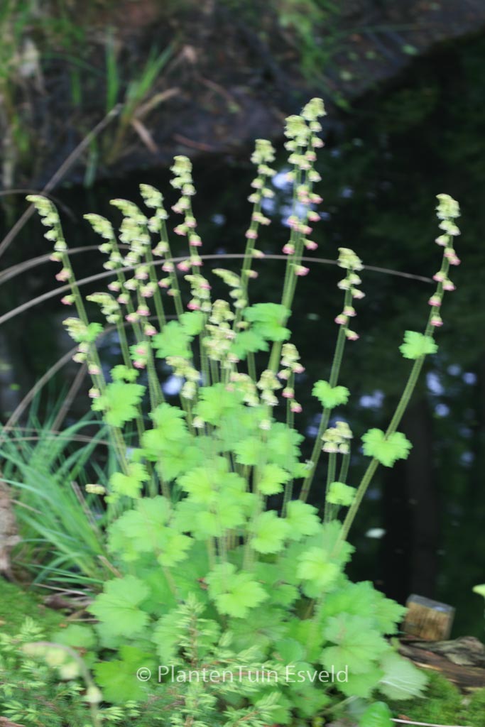 Tellima grandiflora ‚Forest Frost‘