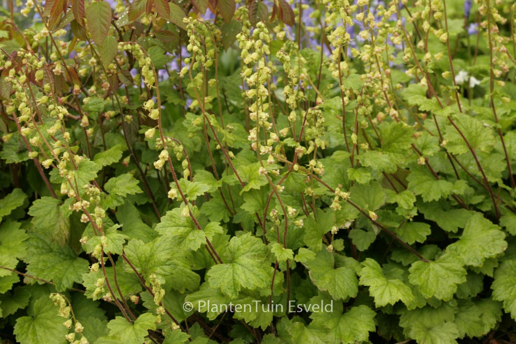 Tellima grandiflora ‚Rubra‘