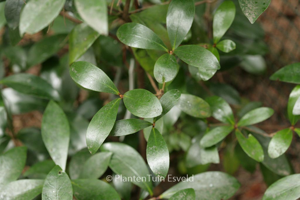 Ternstroemia japonica