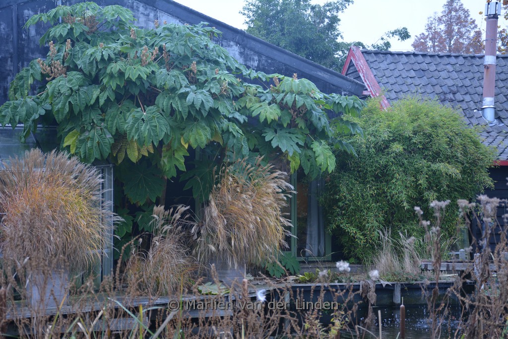 Tetrapanax papyrifer ‚Rex‘