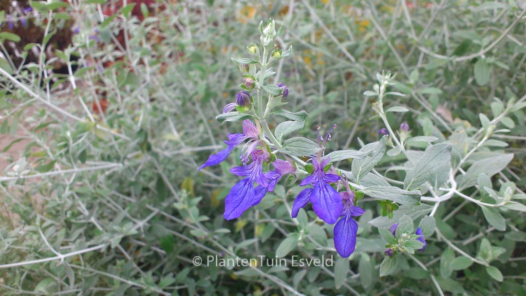 Teucrium fruticans ‚Azureum‘