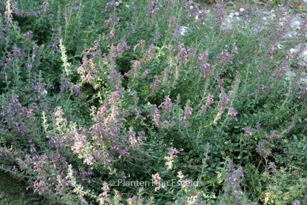 Teucrium lucidrys