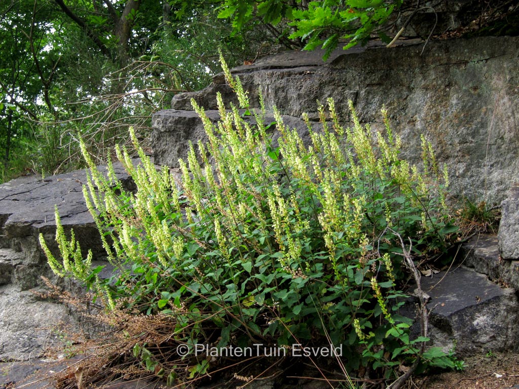 Teucrium scorodonia