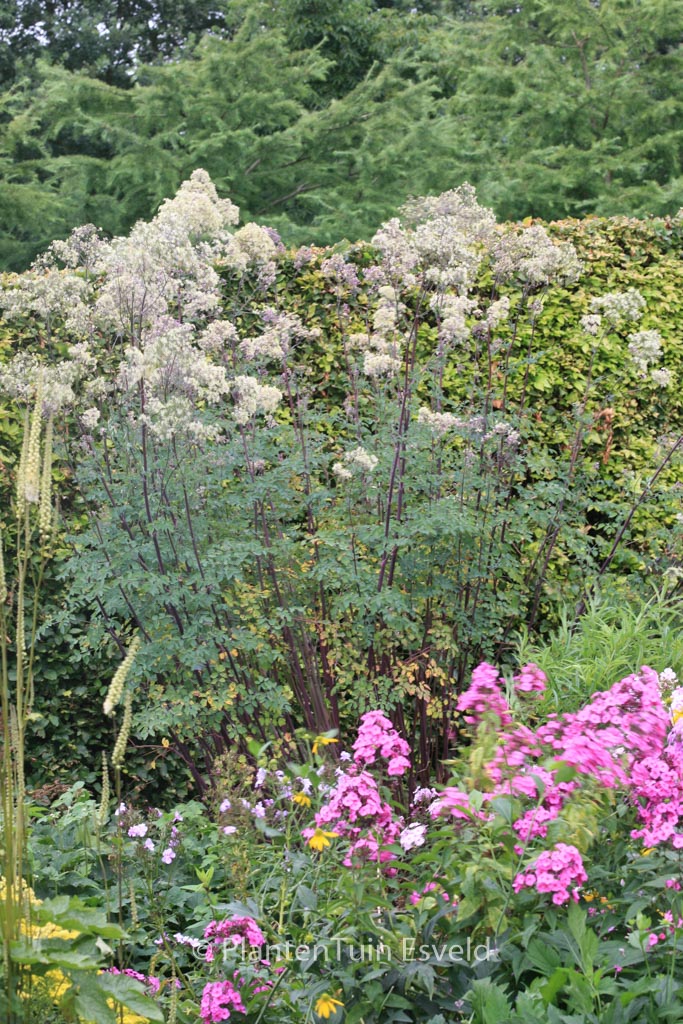 Thalictrum ‚Anne‘
