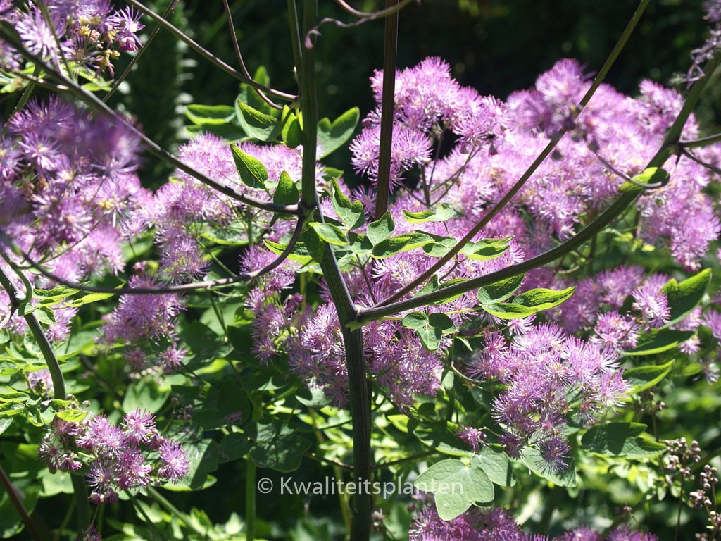 Thalictrum ‚Black Stockings‘