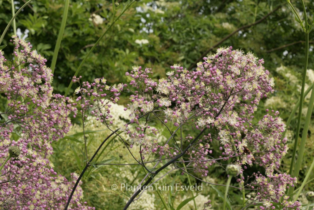 Thalictrum ‚Elin‘